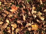 carpet of leaves